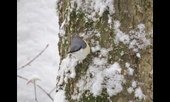 20141207-kongosan-003-gojyuugara-IMG_1920