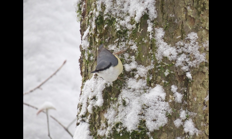 2014年12月07日-金剛山-ゴジュウカラ-浅尾和己