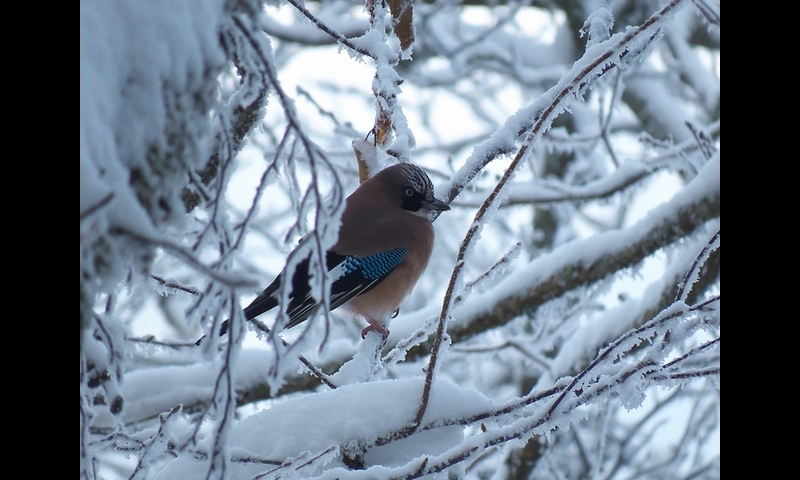 2014年12月07日-金剛山-カケス-浅尾和己