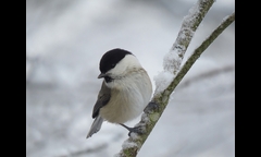 20141207-kongosan-005-kogara-IMG_1918