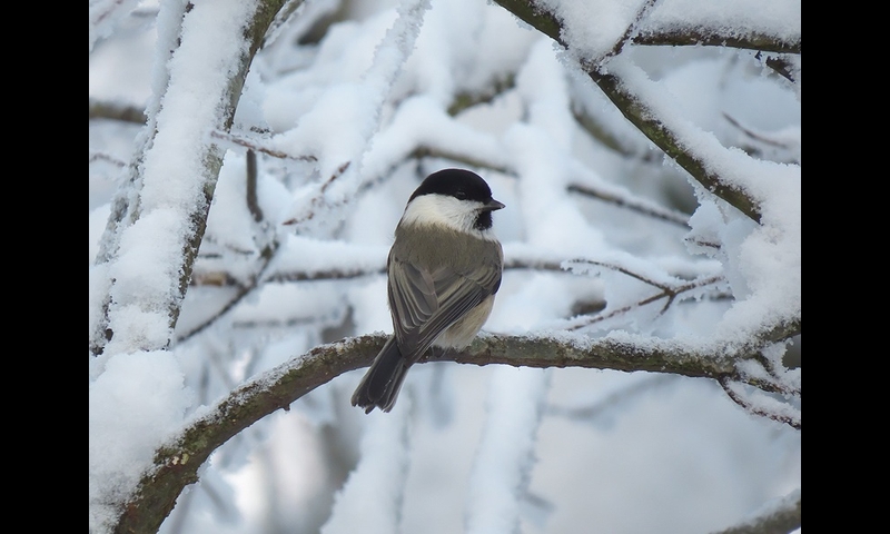 2014年12月07日-金剛山-コガラ-浅尾和己