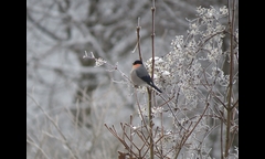 20141207-kongosan-008-uso-IMG_1881