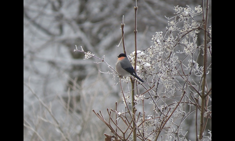 2014年12月07日-金剛山-ウソ-浅尾和己