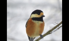 20141207-kongosan-009-yamagara-IMG_1917