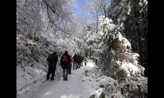 20141207-kongosan-010-aizensochaku-