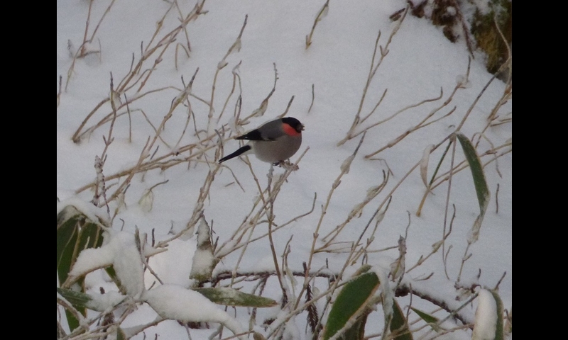 2014年12月07日-金剛山-ウソ-杉本マサ子