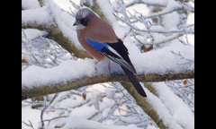 20141207-kongosan-012-kakesu