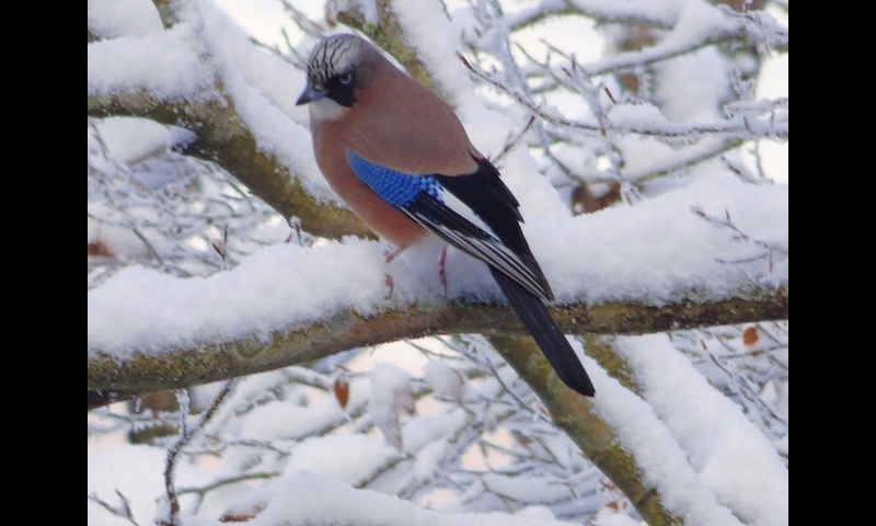 2014年12月07日-金剛山-カケス-杉本マサ子