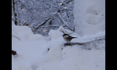 20141207-kongosan-013-kogara