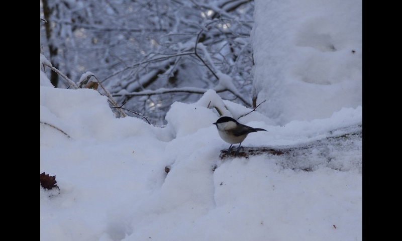2014年12月07日-金剛山-コガラ-杉本マサ子