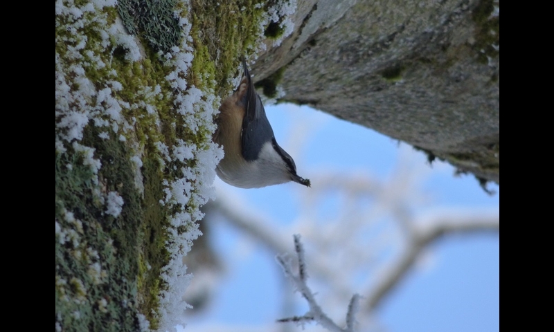 2014年12月07日-金剛山-ゴジュウカラ-杉本マサ子