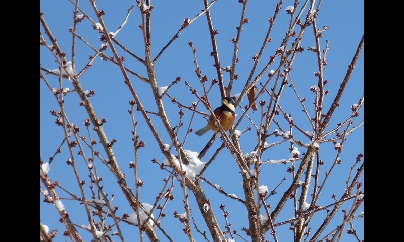 2014年12月07日-金剛山-ヤマガラ-杉本マサ子