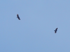 20150926-asuka-03�N�}�^�J