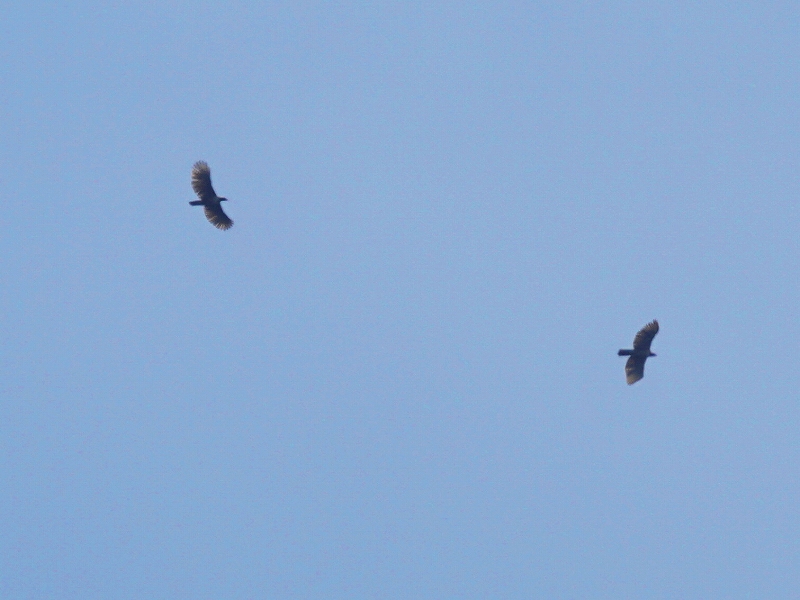 20150926-asuka-03�N�}�^�J