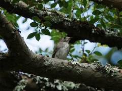 20150926-asuka-04�R�T���r�^�L