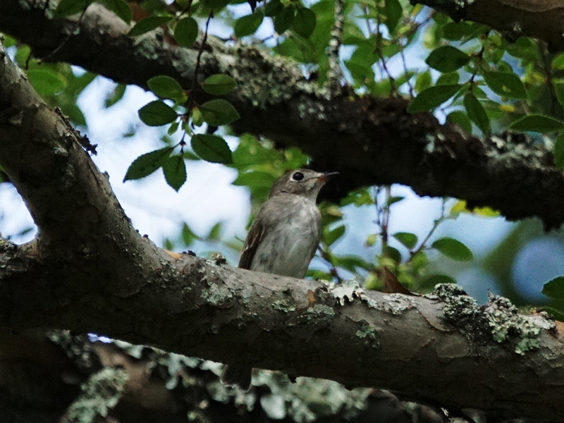 20150926-asuka-04�R�T���r�^�L