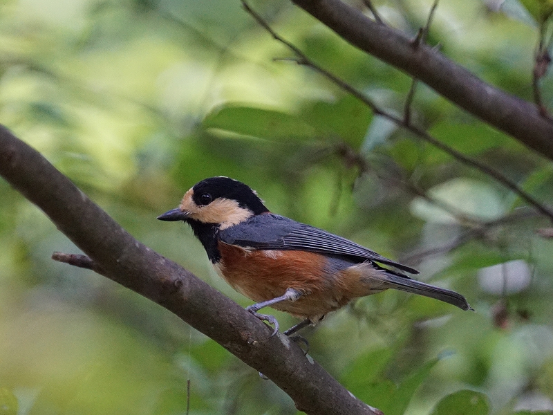 20150926-asuka-05���}�K��