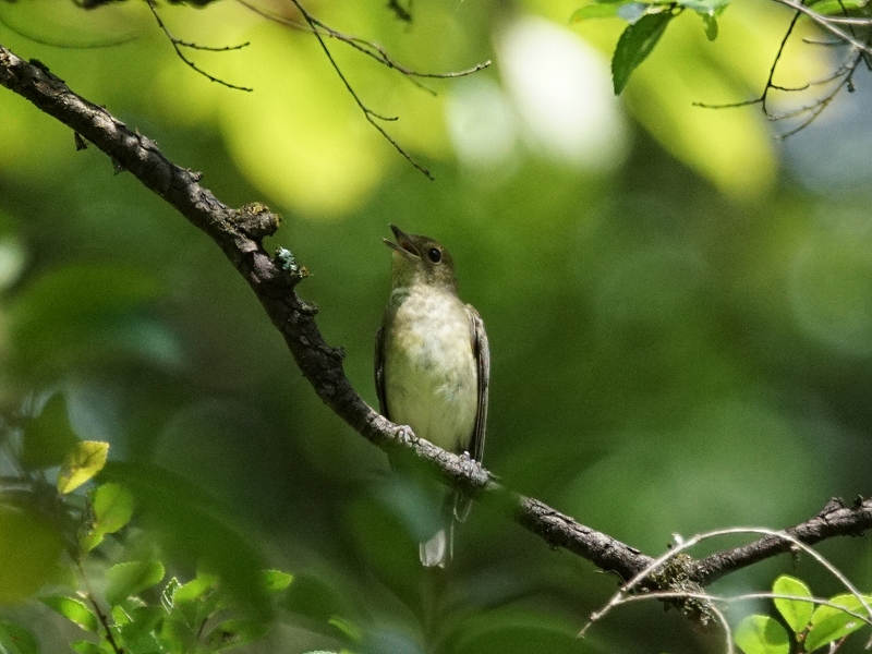 20150926-asuka-06�L�r�^�L