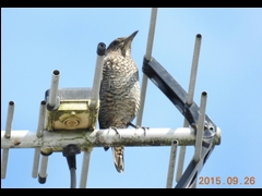 DSCN0861-1-�C�\�q���h��