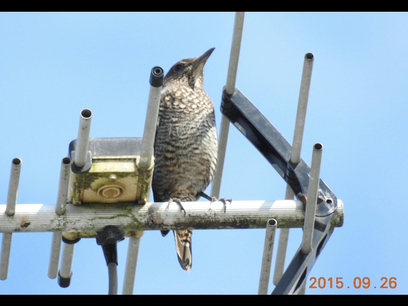 DSCN0861-1-�C�\�q���h��