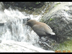 DSCN0864-1-�J���K���X