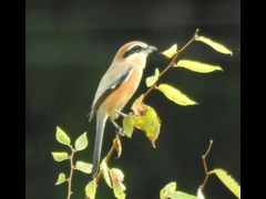 RSCN0904-1-���Y