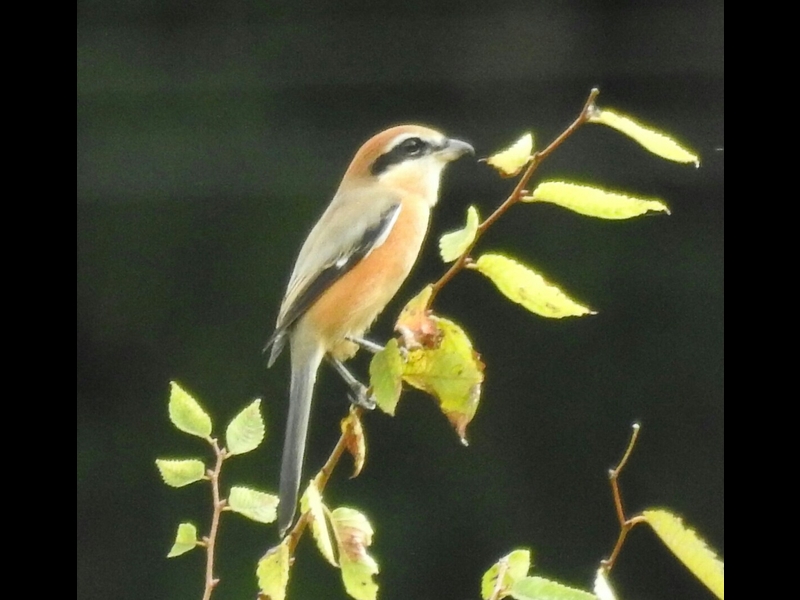 RSCN0904-1-���Y