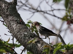 20160416-takamatsu-01komukudori