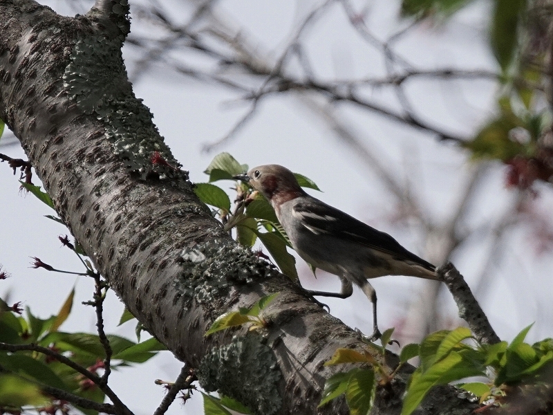20160416-takamatsu-01komukudori