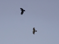 20160416-takamatsu-02nosuri