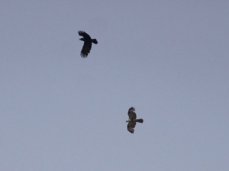 20160416-takamatsu-02nosuri