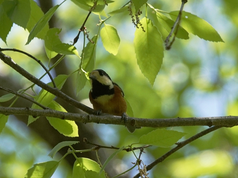20160416-takamatsu-04yamagara