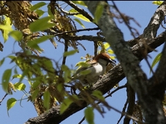 20160416-takamatsu-05nyunaisuzume