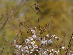 20160416-takamatsu-06hoojiro