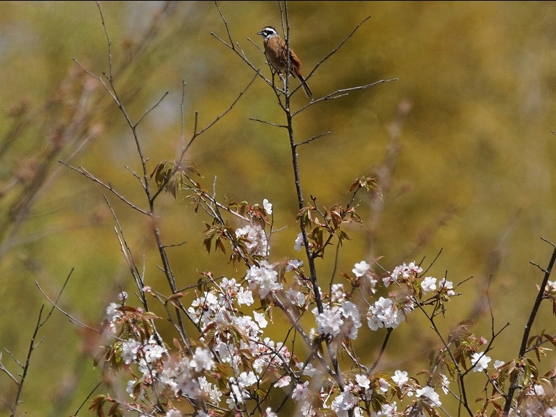 20160416-takamatsu-06hoojiro