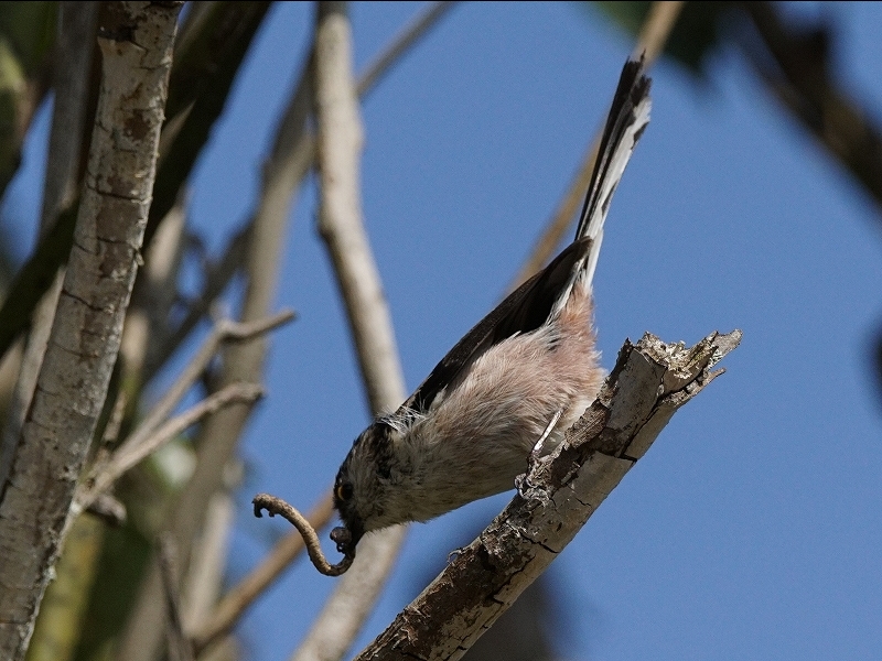 20160416-takamatsu-07enaga