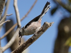 20160416-takamatsu-08enaga