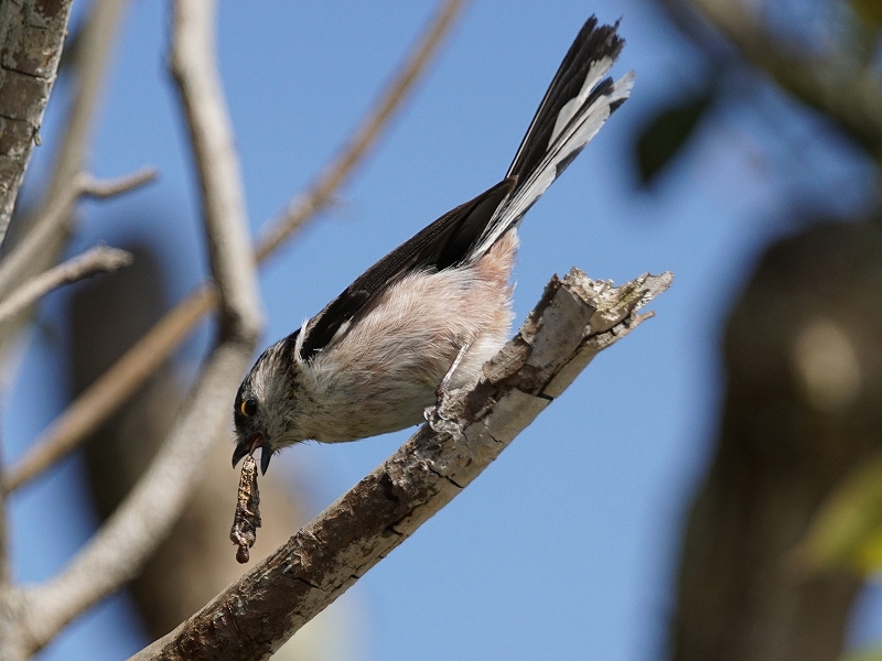 20160416-takamatsu-08enaga