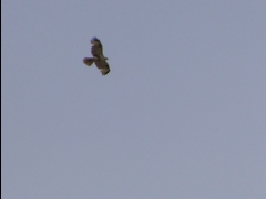 20160416-takamatsu-10-nosuri-sa