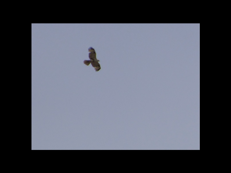 20160416-takamatsu-10-nosuri-sa