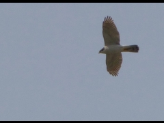 20160416-takamatsu-11-ootaka-sa