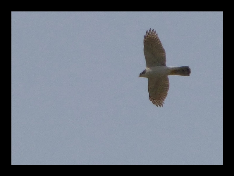 20160416-takamatsu-11-ootaka-sa