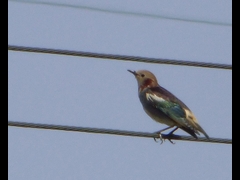 20160416-takamatsu-12-komukudori-sa