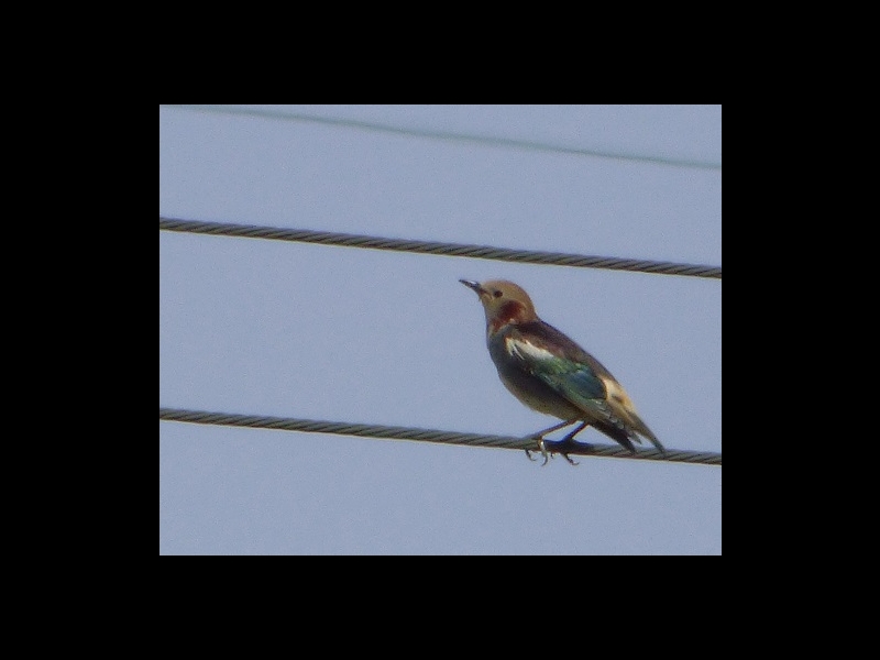 20160416-takamatsu-12-komukudori-sa
