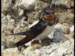 20160416-takamatsu-13-tsubame-sa