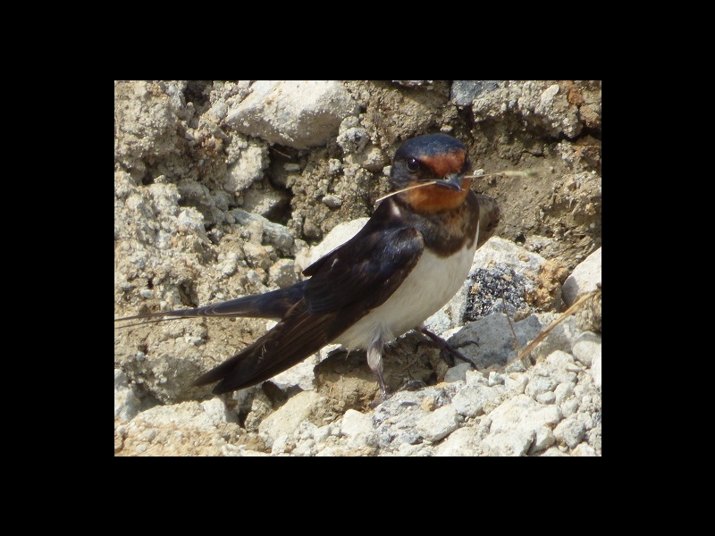 20160416-takamatsu-13-tsubame-sa