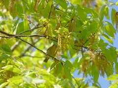 20160416-takamatsu-14-mejiro-sa