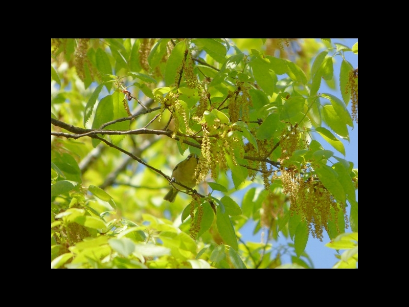 20160416-takamatsu-14-mejiro-sa