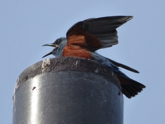 20160416-takamatsu-15-isohiyodori-su