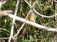20160416-takamatsu-16-kawasemi-su